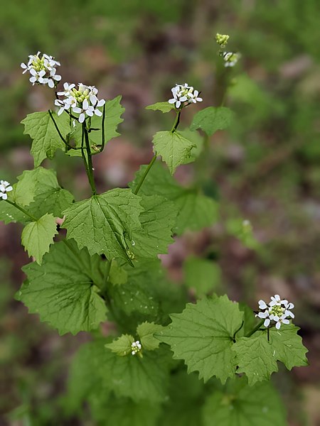 File:Alliaria petiolata 188637177.jpg