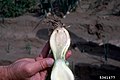 Allium cepa with Erwinia carotovora subsp. carotovora (10).jpg