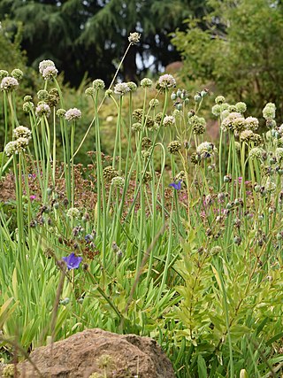 <i>Allium semenovii</i> Species of flowering plant