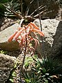 Aloe perfoliata var. distans