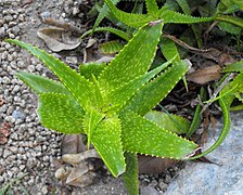 Aloe andongensis