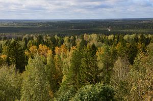 Ein gemaltes Bild des Alutaguse-Waldes, eines der größten und ältesten Waldgebiete Estlands