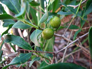 <i>Alyxia spicata</i> species of plant