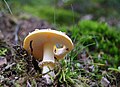 Amanita muscaria