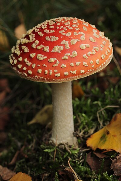 File:Amanita muscaria (38010247562).jpg