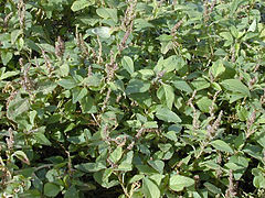 Green Amaranth (Amaranthus viridis)