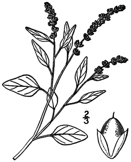 <i>Amaranthus deflexus</i> Species of flowering plant