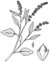 Amaranthus deflexus BB-1913.png