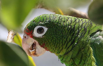 Попугай открывает рот. Пуэрториканский Амазон. Амазонский попугай. Попугаи тропических лесов. Попугай с открытым клювом.