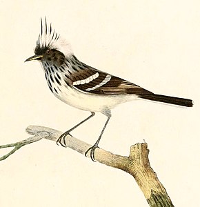 Descrierea imaginii Anairetes reguloides 1847.jpg.