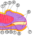 3. Coronal sulcus 4. Corona of the glans