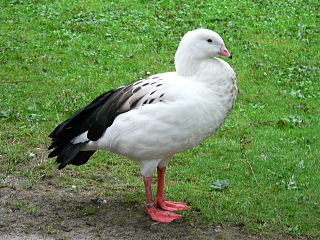 Die Andengans ist ein Vogel un