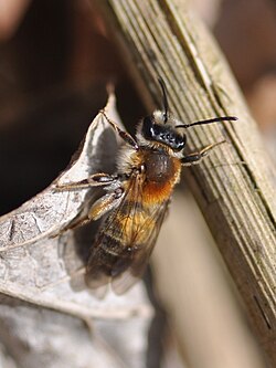 Andrena helvola f2.JPG