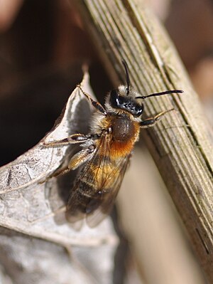 Andrena helvola, female