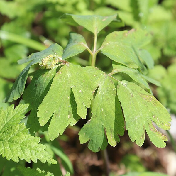 File:Anemone raddeana (fruits).jpg