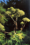 Angelica archangelica (1118596627) .jpg