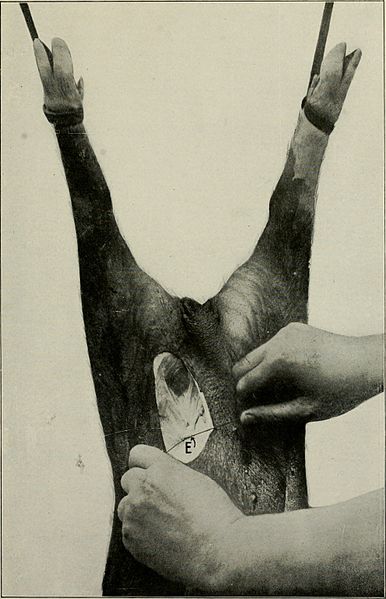 File:Animal castration; a book for the use of students and practitioners (1920) (18192669752).jpg