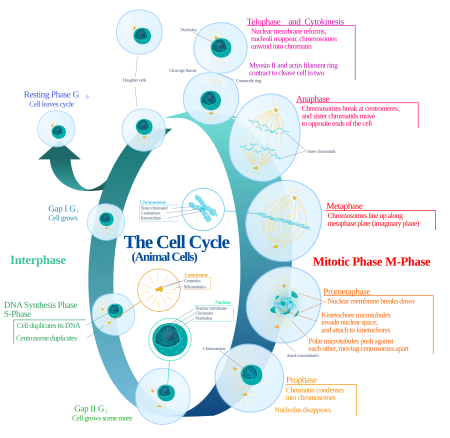 Fail:Animal cell cycle (editors version).svg