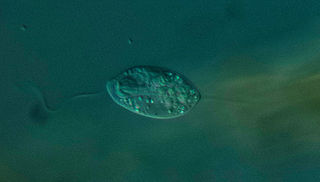 <i>Anisonema</i> Genus of algae