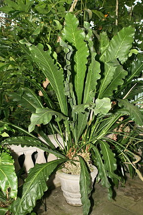 Descrizione dell'immagine Anthurium eggersii 1.jpg.