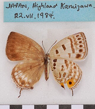 <i>Antigius</i> Butterfly genus in family Lycaenidae
