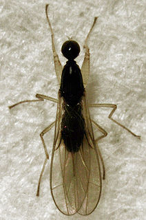 Hemerodromiinae Subfamily of flies