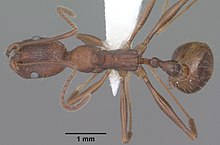 Aphaenogaster texana casent0102827 leđna 1.jpg