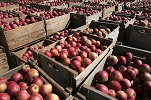 Apple harvest boxes of apple orchard on Île d’Orléans in Canada.jpg