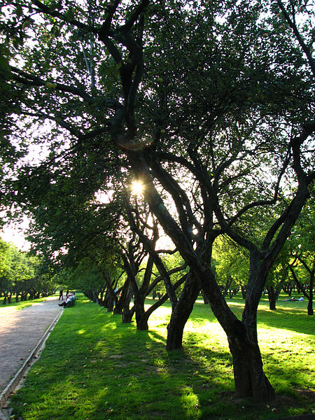 File:Apple orchards in Kolomenskoye 32.JPG