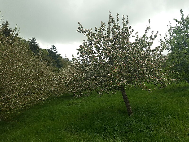 File:Apple tree, Streuobstwiese in Ehrenbach, 2.jpg