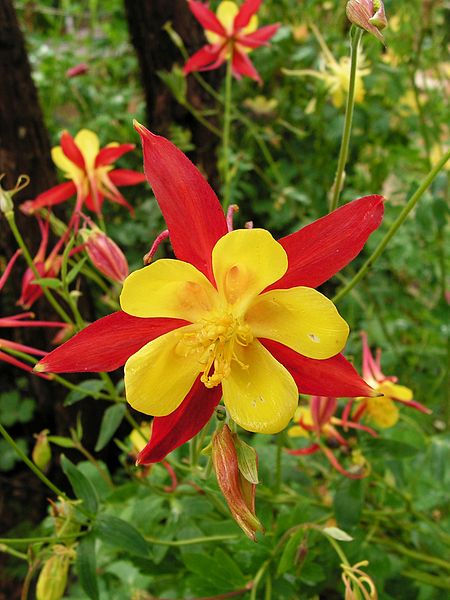 File:Aquilegia vulgaris20140621 030.jpg