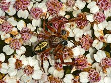 Araneidae - Aculepeira ceropegia..JPG