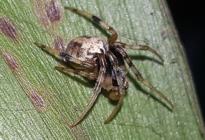 File:Araneus horizonte 31457326.jpg