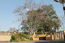 Yautepec de Zaragoza. Arbol de la glorieta - panoramio.jpg