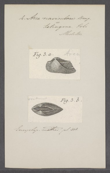 File:Arca navicularis - - Print - Iconographia Zoologica - Special Collections University of Amsterdam - UBAINV0274 076 04 0008.tif