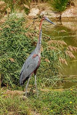 Ardea goliath