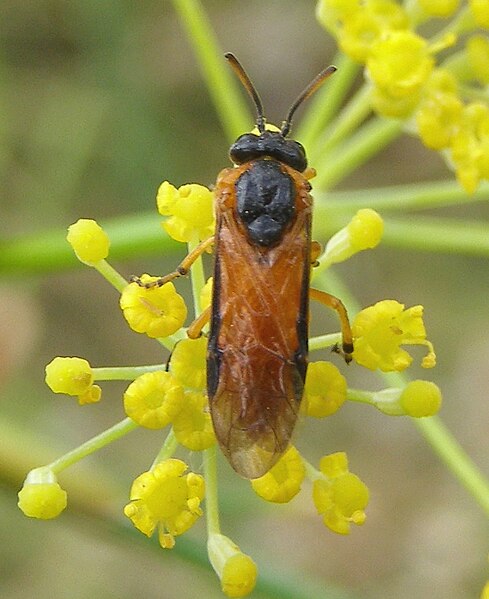 File:Arge ochropus (dors.).JPG