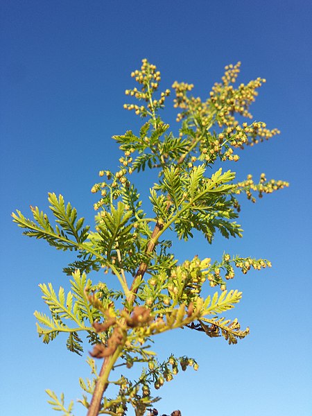 File:Artemisia annua sl5.jpg