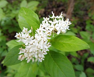 <i>Asclepias texana</i> Species of plant