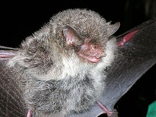 <span class="mw-page-title-main">Ashy-gray tube-nosed bat</span> Species of bat
