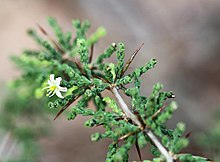 Asparagus capensis, foliage and flower. Asparagus capensis01.jpg