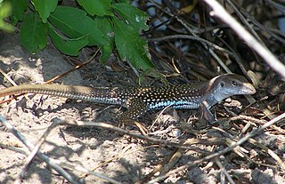 <span class="mw-page-title-main">Giant whiptail</span> Species of reptile