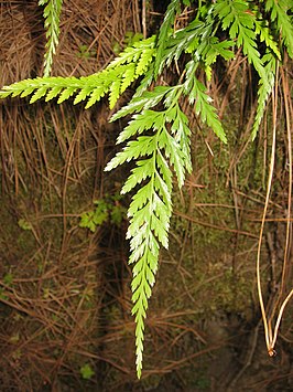 Asplenium onopteris