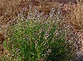 Astragalus preussii var. laxiflorus