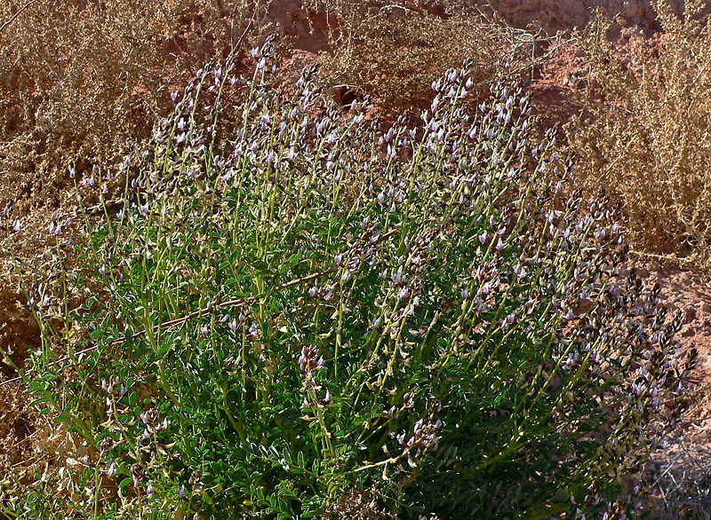 File:Astragalus preussii var laxiflorus 1.jpg