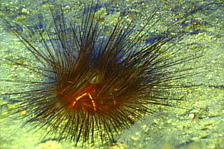 <i>Astropyga magnifica</i> species of echinoderm