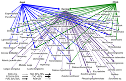 Typical food web on a continental shelf