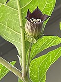Atropa belladonna L. longipedicellate flower.jpg