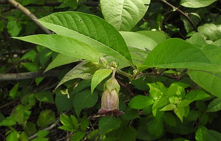 Atropa belladonna