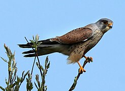 Turmfalken und andere Greifvögel jagen auf der Fläche